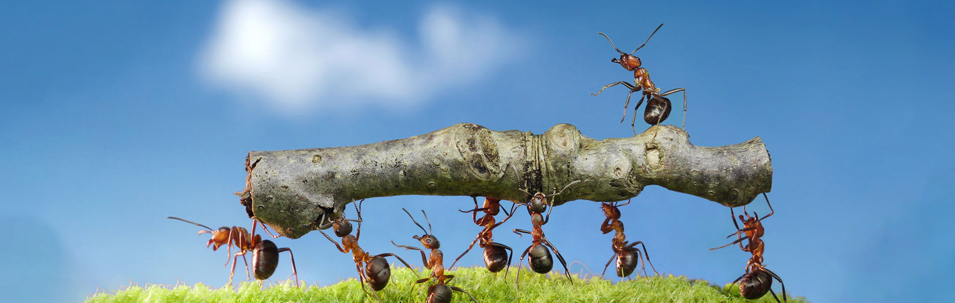 Ameisen tragen gemeinsam einen Holzstamm – Sinnbild für Teamarbeit